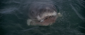 IMG_0001.gif