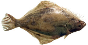 sand_sole_es_1_final.jpg