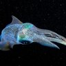 Sparkysquid